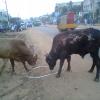 Bull Fight on the Road side, Redhills